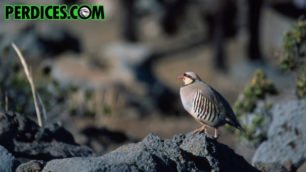 Perdiz chukar