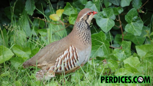 Perdiz roja